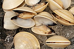 Venusmuschel mit Schale gekocht