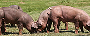 Duroc Schweine auf der Wiese