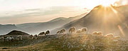 Lammherde auf Weide Moralejo