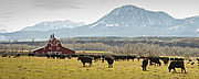 Rinderfarm USA