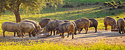 Iberico Schweine auf Wiese