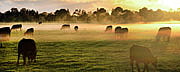 Wagyu Rinder auf der Weide im Nebel, Australien