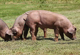 Duroc Kopie scaled
