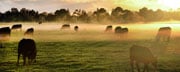 Wagyu Rinder auf der Weide im Nebel, Australien